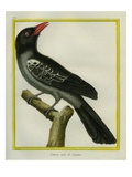 White-Bellied Cuckooshrike