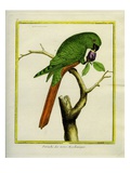 Magellanic Parakeet