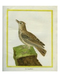 Crested Lark
