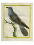 Common Cuckoo