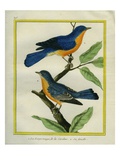 American Robin and the Female