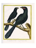 The Large Smooth Billed Ani and the Small Smooth Billed Ani