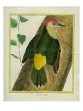 Green Woodpecker