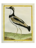 Southern Lapwing