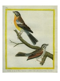 Shrike and L'Ortolan À Ventre Jaune Du Cap De Bonne-Espérance