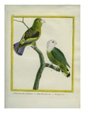 Lilac-Tailed Parrotlet and Grey-Headed Lovebird