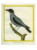 Grey Shrike-Thrush