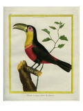 Black-Mandibled Toucan