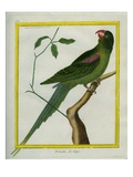Alexandrine Parakeet
