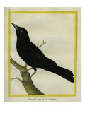 Jamaican Blackbird