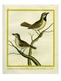 Male and Female Madagascar Cuckooshrike