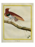 King Bird-Of-Paradise
