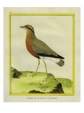 Indian Courser