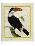 White-Throated Toucan  also known as Tocan