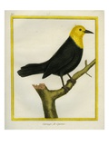 Yellow-Headed Blackbird