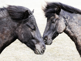 Icelandic Horses  Iceland
