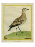 Greater Sand Plover