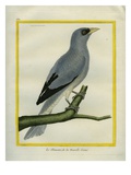 White-Bellied Cuckooshrike