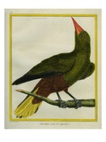 Green Oropendola