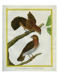 Fan-Tailed Grosbeak