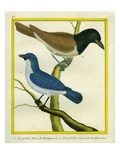 Blue Vanga and Rufous Vanga