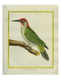 Male European Green Woodpecker
