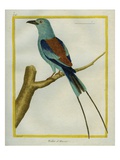Abyssinian Roller
