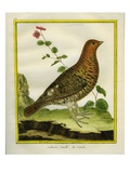 Female Ruffed Grouse