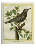 French Starling