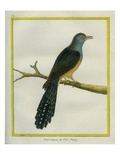 Philippine Cuckoo-Dove
