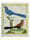 Madagascar Cuckoo and Blue Coua
