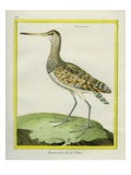 Swinhoe's Snipe