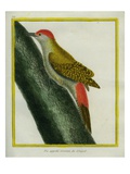Grey Woodpecker