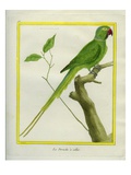 Alexandrine Parakeet