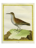 White-Throated Dipper