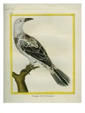 Le Cassique De La Louisiane (Oropendola)
