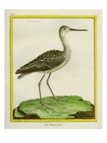 Marbled Godwit