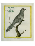 Black-Headed Cuckoo-Shrike