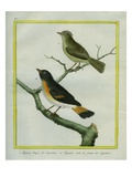 And Yellow-Tailed Oriole