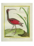 The Brazilian Red Curlew