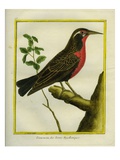 Magellanic Starling