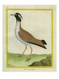 Black-Headed Lapwing