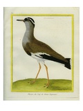 Crowned Lapwing