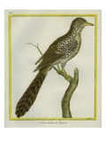 Asian Koel