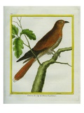 African Cuckoo
