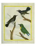 Male and Female Black-Throated Antbird and Le Verdin De La Cochinchine