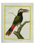 Golden-Collared Toucanet