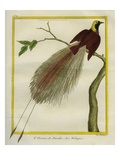 Bird-Of-Paradise