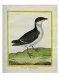 Female Guillemot