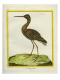 Black-Tailed Godwit